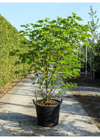 BROUSSONETIA papyrifera En pot de 70-90 litres