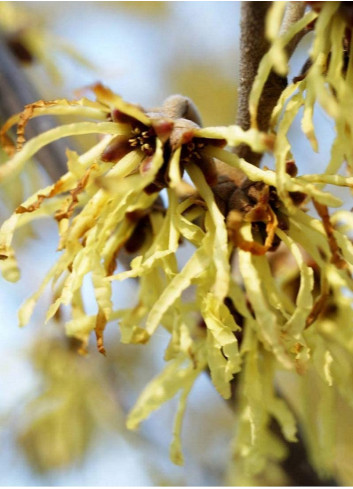 HAMAMELIS intermedia PALLIDA