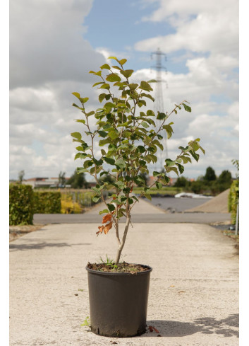 HAMAMELIS intermedia En pot de 15-20 litres  hauteur 080-100 cm