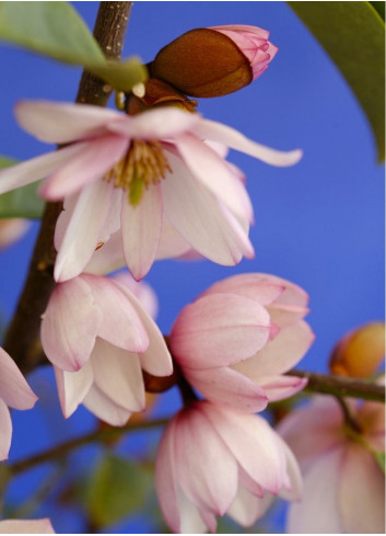 MICHELIA MAGNOLIA FAIRY BLUSH