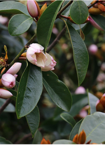 MICHELIA MAGNOLIA FAIRY BLUSH