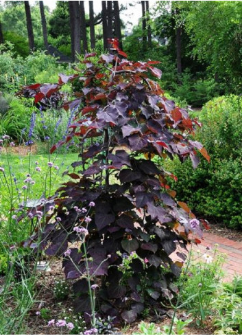 CERCIS canadensis RUBY FALLS