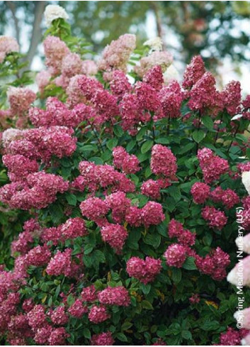 HYDRANGEA paniculata FIRE LIGHT