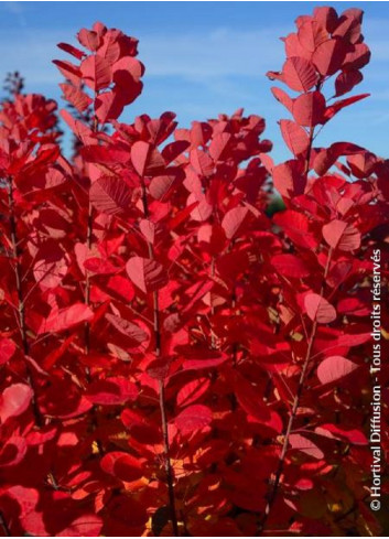 COTINUS coggygria FLAMISSIMO