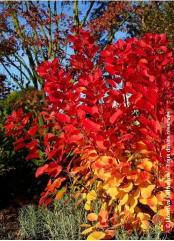 COTINUS coggygria FLAMISSIMO