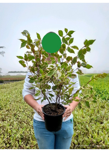 CORNUS alba MIRACLE En pot de  4-5 litres