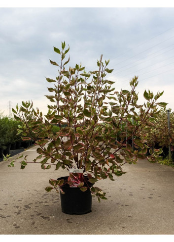 CORNUS alba MIRACLE En pot de 10-12 litres