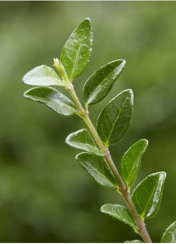 LONICERA nitida GARDEN CLOUDS GREEN BREEZE