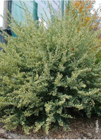 LIGUSTRUM ibota MUSLI