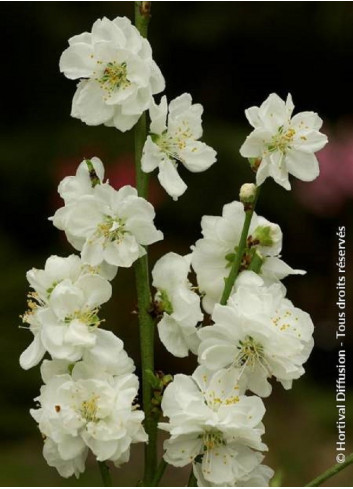 PRUNUS persica TAOFLORA WHITE