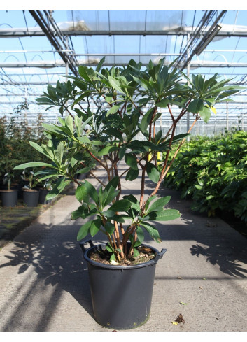 EDGEWORTHIA chrysantha GRANDIFLORA En pot de 35-50 litres