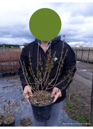 SYRINGA Josée En pot de 4-5 litres