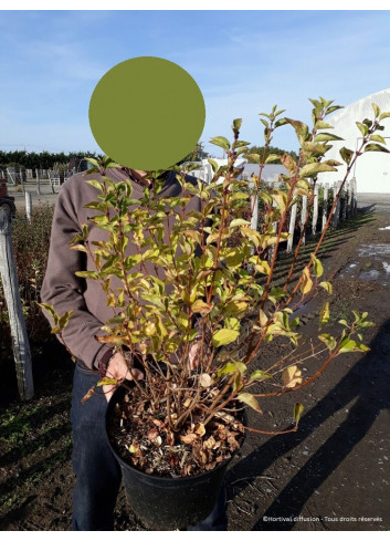 SYRINGA Josée En pot de 10-12 litres