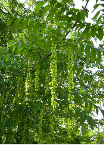 PTEROCARYA fraxinifolia