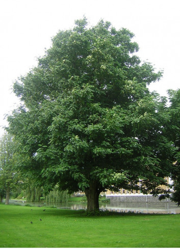 PTEROCARYA fraxinifolia