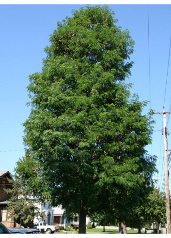 GLEDITSIA triacanthos STREET KEEPER