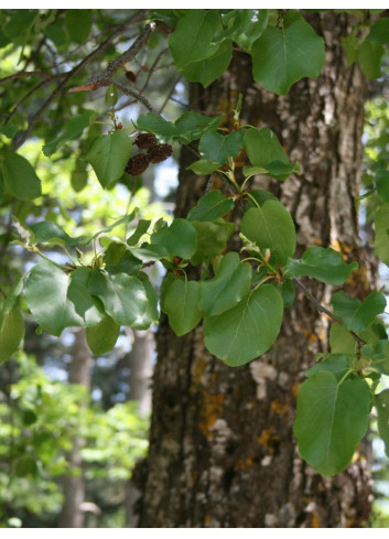 ALNUS cordata