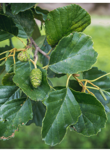 ALNUS glutinosa