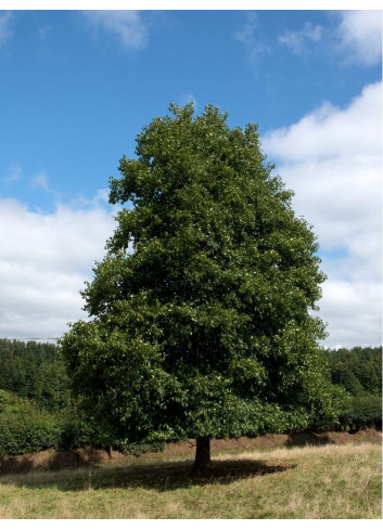 ALNUS glutinosa