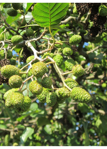 ALNUS glutinosa