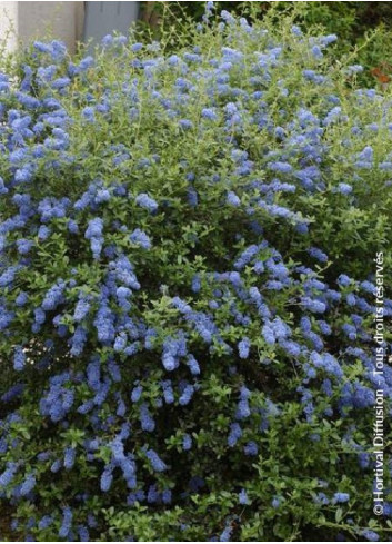 CEANOTHUS ITALIAN SKIES