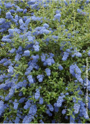 CEANOTHUS ITALIAN SKIES