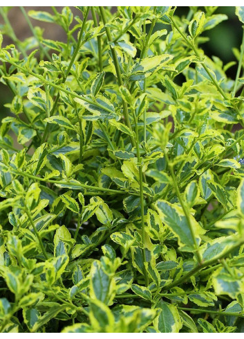 CEANOTHUS thyrsiflorus EL DORADO