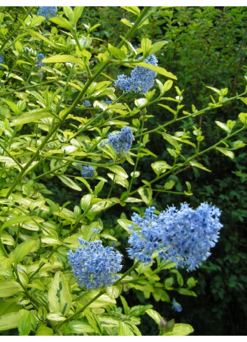 CEANOTHUS thyrsiflorus EL DORADO