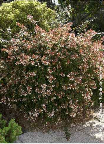 ABELIA SEMPERFLORENS