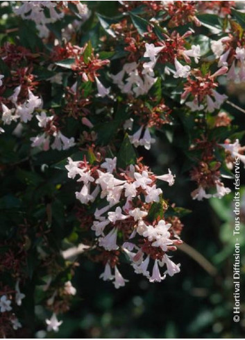 ABELIA SEMPERFLORENS