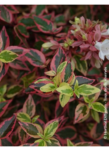 ABELIA grandiflora TRICOLOR CHARM