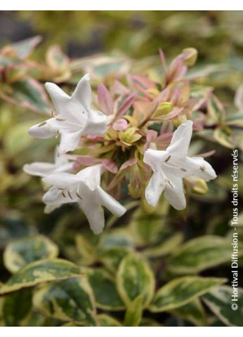 ABELIA grandiflora TRICOLOR CHARM