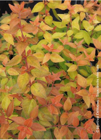 ABELIA CARAMEL CHARM