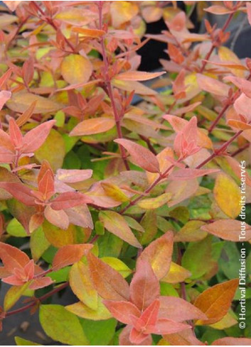 ABELIA CARAMEL CHARM