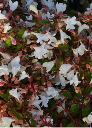 ABELIA CRISTAL CHARM