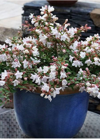 ABELIA CRISTAL CHARM