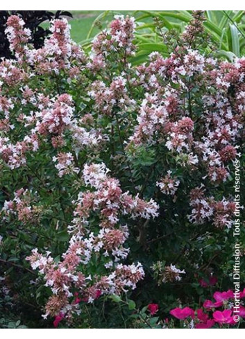 ABELIA AUTUMN FESTIVAL