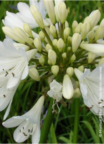 AGAPANTHUS ARTIC STAR