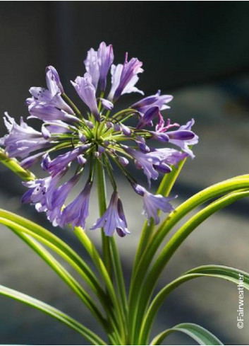 AGAPANTHUS SILVER MOON