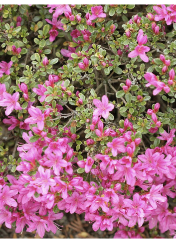 AZALEA japonica BEETHOVEN