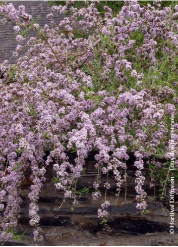 BUDDLEIA alternifolia