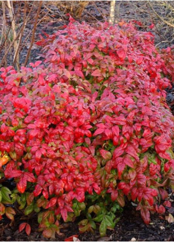 NANDINA domestica FIRE POWER