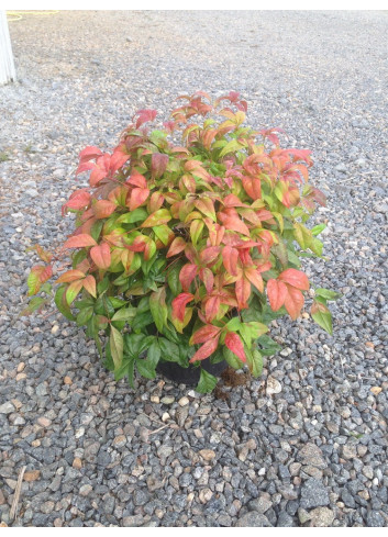 NANDINA domestica FIRE POWER En pot de 4-5 litres