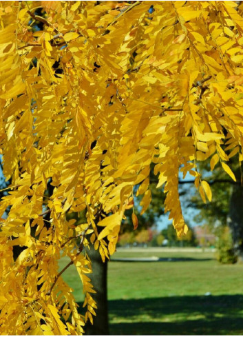 GLEDITSIA triacanthos SKYLINE