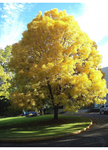 FRAXINUS excelsior JASPIDEA