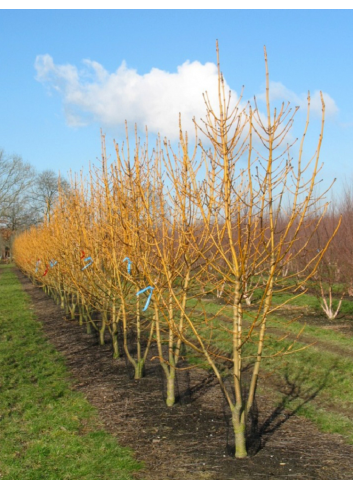 FRAXINUS excelsior JASPIDEA