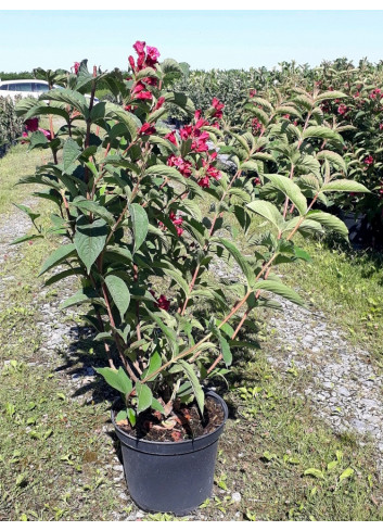 WEIGELA BRISTOL RUBY En pot de 10-12 litres