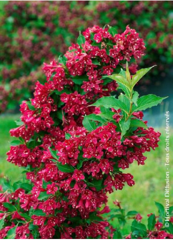 WEIGELA RED PRINCE