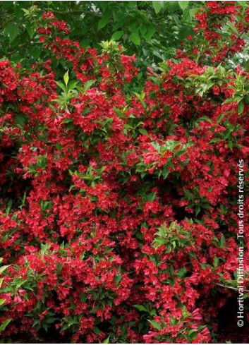 WEIGELA RED PRINCE