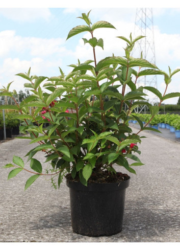 WEIGELA RED PRINCE En pot de 10-12 litres